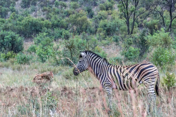 Burchels Zebra Národním Parku Pilanesberg Jihoafrická Republika — Stock fotografie