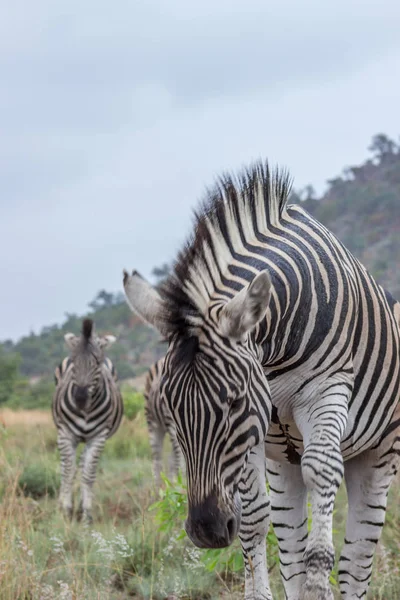 ピラネスベルク国立公園 南アフリカ共和国のブルシェル ゼブラ — ストック写真
