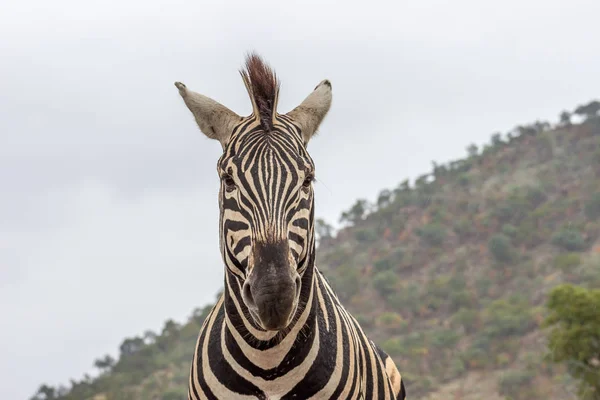 Burchels Zèbre Dans Parc National Pilanesberg Afrique Sud — Photo