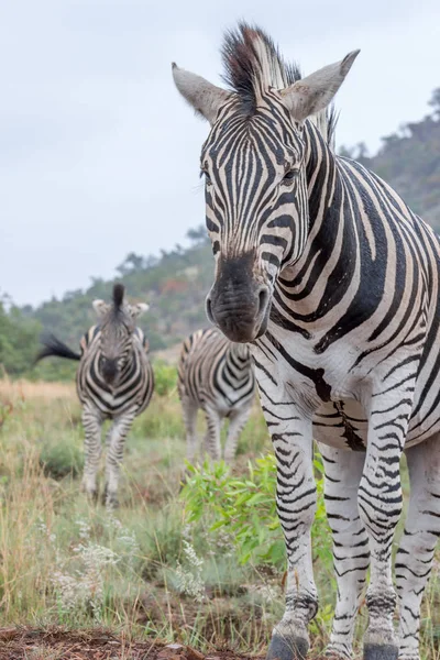 Burchels Zèbre Dans Parc National Pilanesberg Afrique Sud — Photo