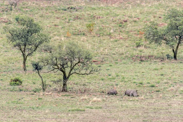 Beyaz Rhino Bir Ağacının Yanındaki Açık Uyku — Stok fotoğraf