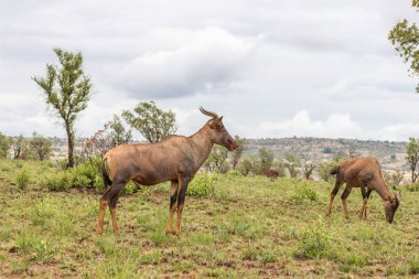 Ortak tsessebe Pilanesberg Ulusal Parkı'nda