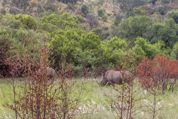 Vit Noshörning Promenader Pilanesberg National Park — Stockfoto