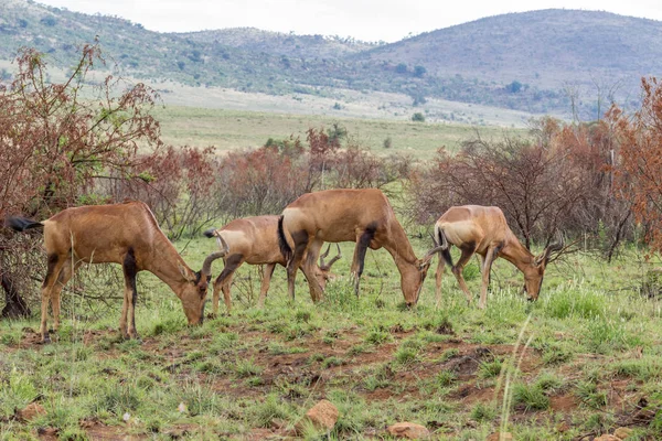 Red Hartebeest Pastando Parque Nacional Pilanesberg — Foto de Stock