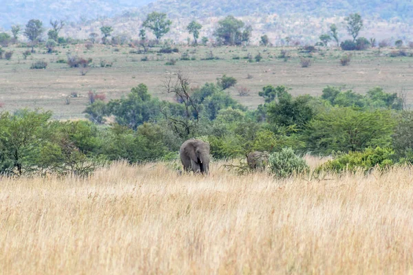 Elefante Africano Parque Nacional Pilanesberg — Fotografia de Stock