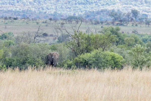 Elefante Africano Parque Nacional Pilanesberg — Fotografia de Stock