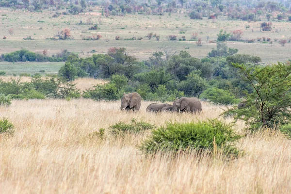 Elefante Africano Parque Nacional Pilanesberg — Fotografia de Stock