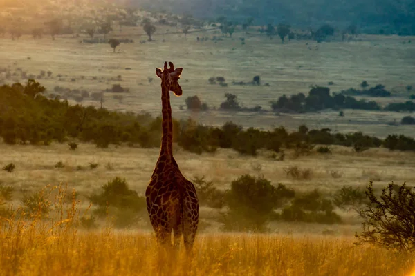 Giraffa al mattino — Foto Stock