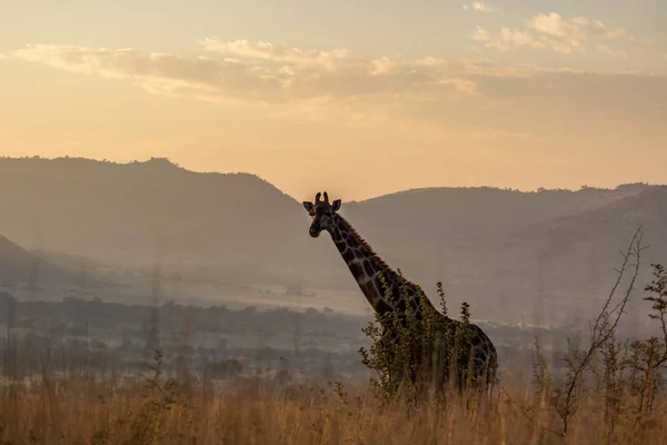 Giraffe in the morning