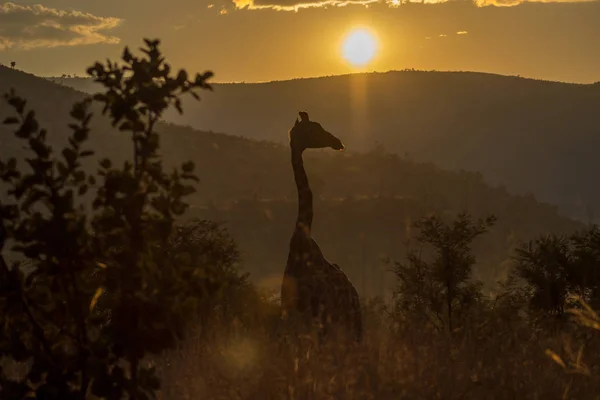 Giraffe in the morning sunlight