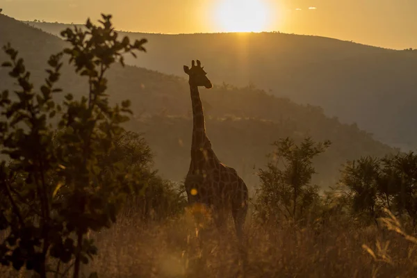 Giraffe in the morning sunlight