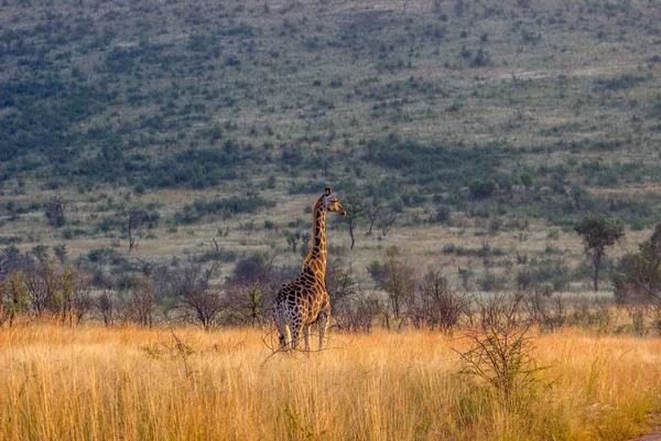 Giraffe staande in het lange gras — Stockfoto