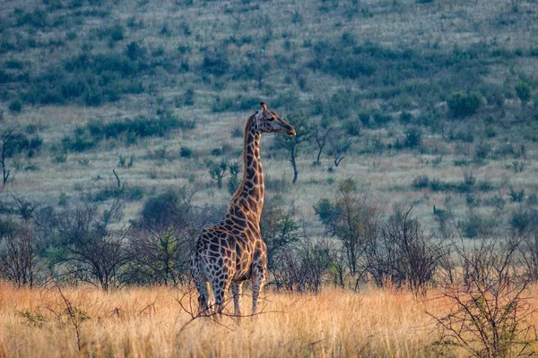 Giraffe in de ochtend — Stockfoto