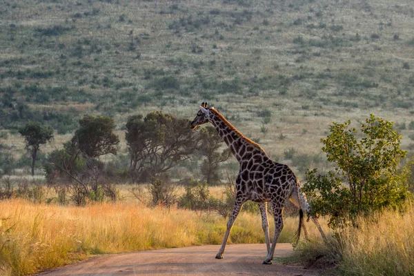 Giraffe Kruis een weg — Stockfoto