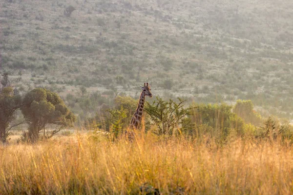 Giraff gömd bakom det höga gräset — Stockfoto