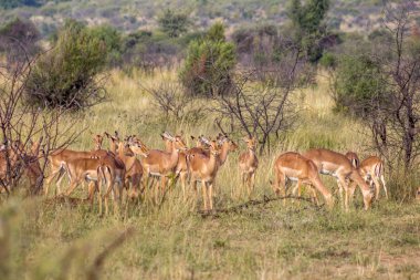 Impala antilop sürüsü