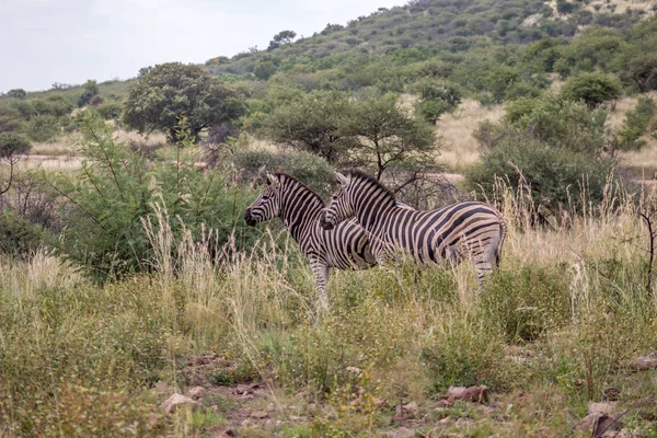 Burchels Zebra dans le parc national du Pilanesberg — Photo