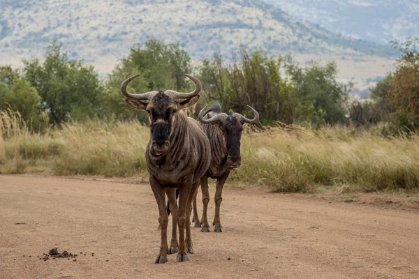 Синій антилоп стоїть на дорозі — стокове фото
