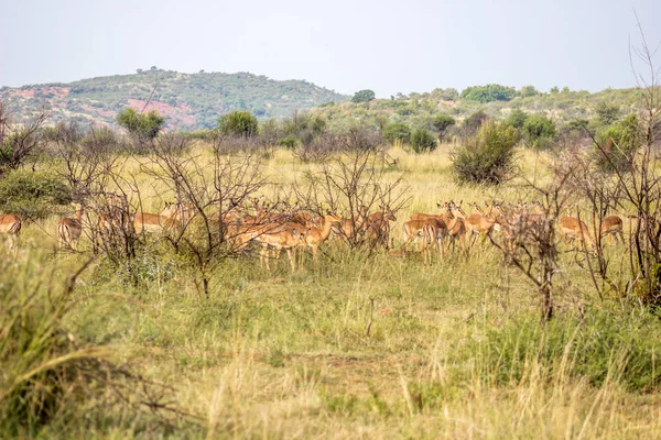 Impala antilop besättning — Stockfoto