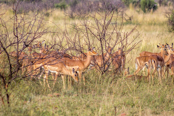 Impala antelope herd