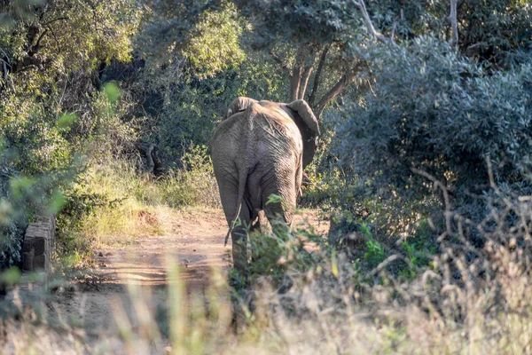 Elefante Africano andando não uma estrada de terra — Fotografia de Stock