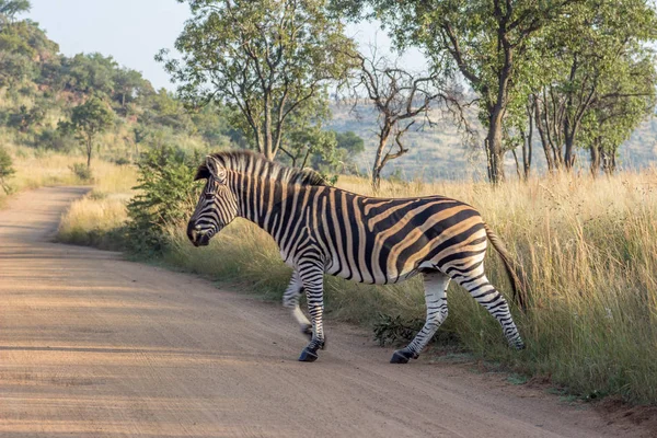 Burchels Zebra che attraversa una strada — Foto Stock