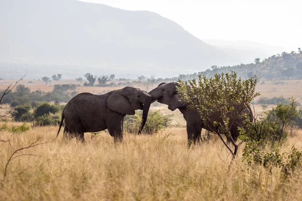 Африканський слон бойові — стокове фото