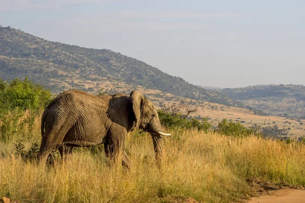 Éléphant d'Afrique Images De Stock Libres De Droits