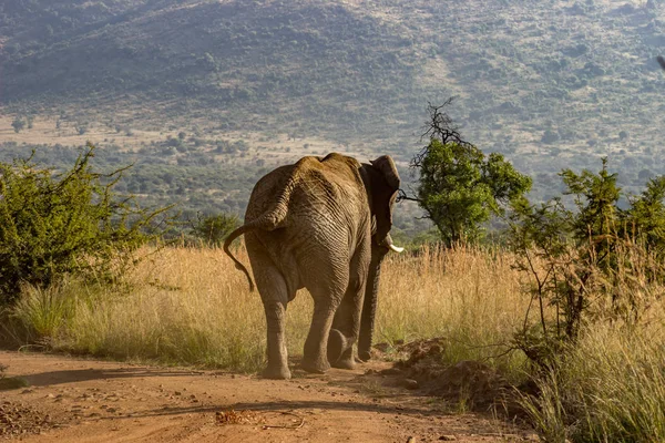 Éléphant d'Afrique Photos De Stock Libres De Droits