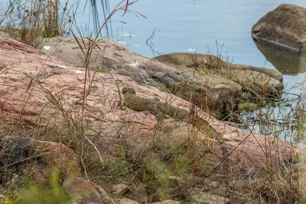 Lézard moniteur du Nil Photos De Stock Libres De Droits