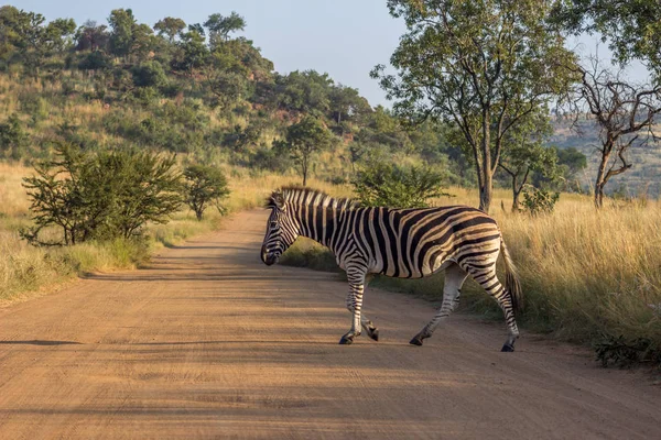 Burchels Zebra traversant une route Photos De Stock Libres De Droits