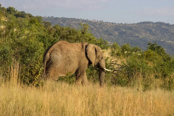 Éléphant d'Afrique Images De Stock Libres De Droits