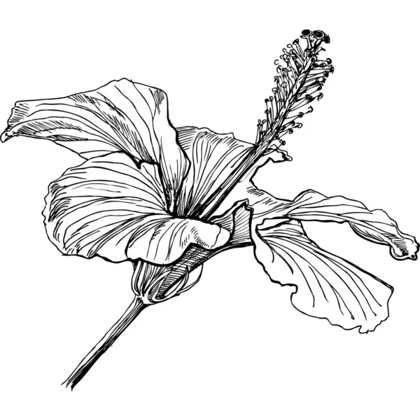 Fleurs Objet Unique Pour Expérience Interprétations Artistiques — Image vectorielle
