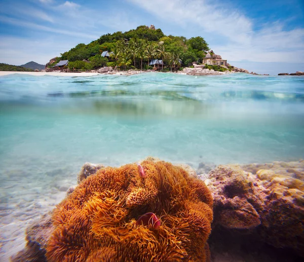 Corais Peixes Palhaço Ilha Palmeira Metade Tiro Subaquático Tailândia Koh — Fotografia de Stock