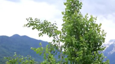 Ağaçların yaprakları yaz rüzgarda taşıyın. Doğa, manzara, rezerv.