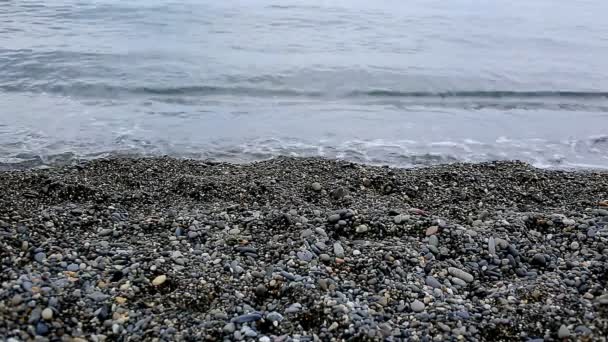 Schöne Schwarzmeerküste Eine Taube Geht Strand Vorbei Sommer Urlaub Reisekonzept — Stockvideo