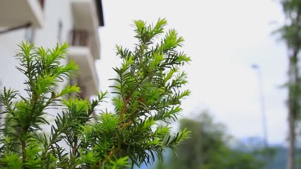 Nature Fir Branches Close Plants Botany Summer — Stock Video
