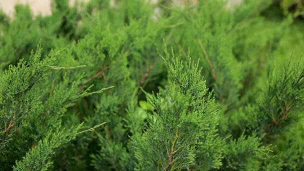 Belles branches vertes de cyprès, arborvitae se déplacent dans le vent. Jardin, été, gros plan 