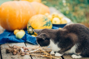 Güzel kedi bir Sunny arka planda meyve ve sebzelerin hasat sonbahar günü sahiptir.