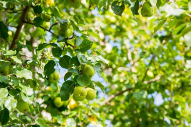 Olgun armut meyve dallar yeşil yaprakları ile yakın çekim.