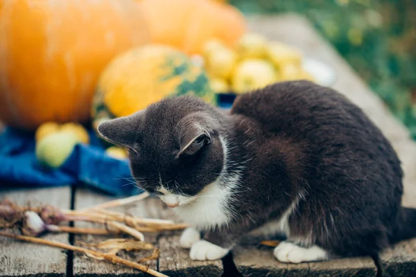 Krásná Kočka Těší Slunečné Podzimní Den Pozadí Sklizeň Ovoce Zeleniny — Stock fotografie