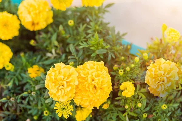 Beautiful yellow marigolds bloom on the street in the fall. Flowers, Park, garden, autumn, summer
