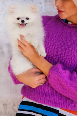 Köpek yavrusu Japon beyaz spitz, güzel bir kızın elini kapat