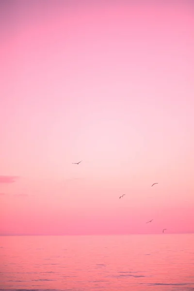 Piękne Różowe Zachody Słońca Morskie Ptaków Mewy Pojęcie Mody Kolory — Zdjęcie stockowe