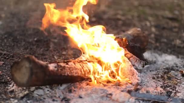 自然の中でキャンプファイヤー ピクニックで夏の美しい火 クローズアップ — ストック動画