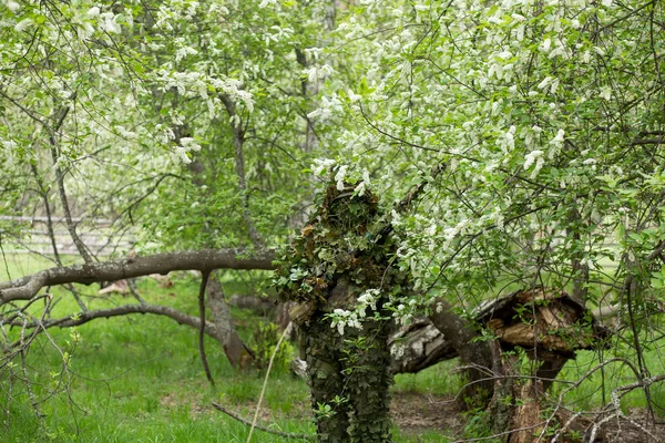 Sniper camouflé dans la forêt — Photo