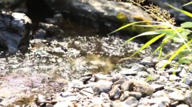 Vahşi yaşam, yaz. Küçük bir nehir akar ve su güneşte parlar