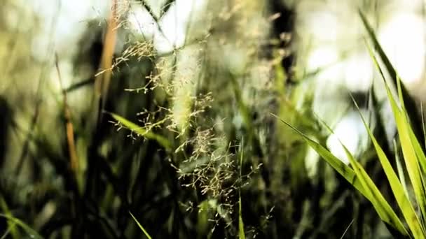 Beau Fond Vert Dans Nature Herbe Déplaçant Dans Vent Gros — Video