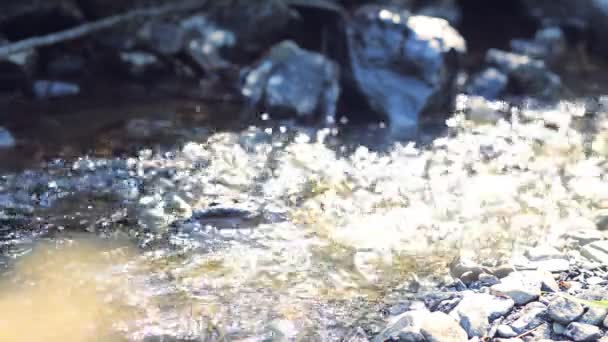 Vida Silvestre Verano Pequeño Río Fluye Agua Brilla Sol — Vídeo de stock