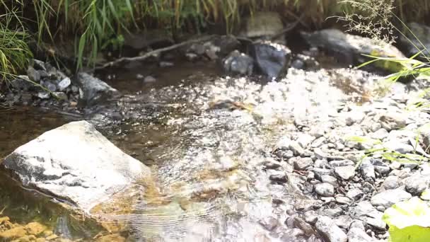 Vida selvagem, verão. Um pequeno rio flui e a água brilha — Vídeo de Stock
